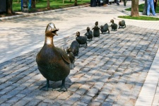 Ducks in a row in novodvichy park