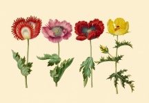 Flowers Vintage Art Poster