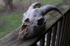 Cráneo de cabra