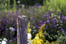 Wood post flowers meadow