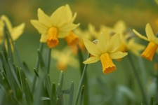 Narcise, flori de primăvară