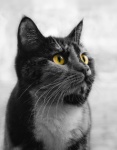 Gato Gatito Mascota Retrato