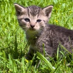 Kattunge på gräs