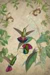 Колибри Птицы Цветы Бабочки