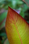 Large tropical leaf