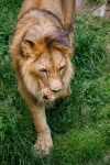 Lev jíst maso
