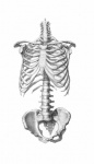 Esqueleto de tronco de anatomia humana