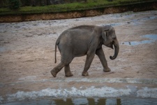 Elefántbébi az állatkertben