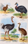 Ostrich Vintage Art Poster