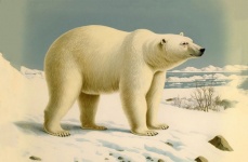 Polar Bear Vintage Art