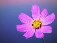 Cosmos Flower Pink Blossom