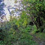 Secret pathways in green vegetation