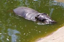 Piccolo ippopotamo in piscina allo zoo