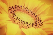 Slunečnice podzimní květ květ