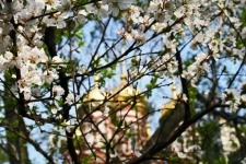 Spring blossoms & golden domes