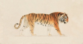 Tigre ilustración arte vintage