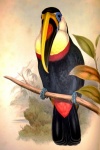 Toucan Illustrating The Exotic