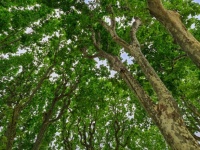 Tree canopy from below