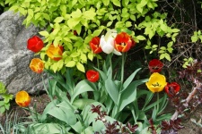Tulips in monastery garden, moscow