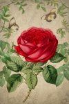 Arte de rosa flor vintage