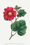 Ilustración vintage de flor de hibisco