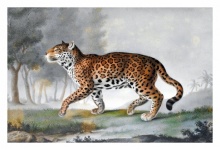 Vintage illustration cat leopard