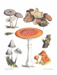 Vintage Illustration Mushrooms Champion
