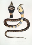 Vintage illustration orm kobra