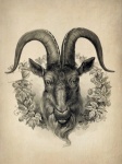 Vintage Illustration Billy Goat