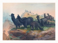 Ilustração de arte vintage em alpaca
