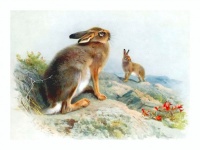Vintage art bunny rabbit