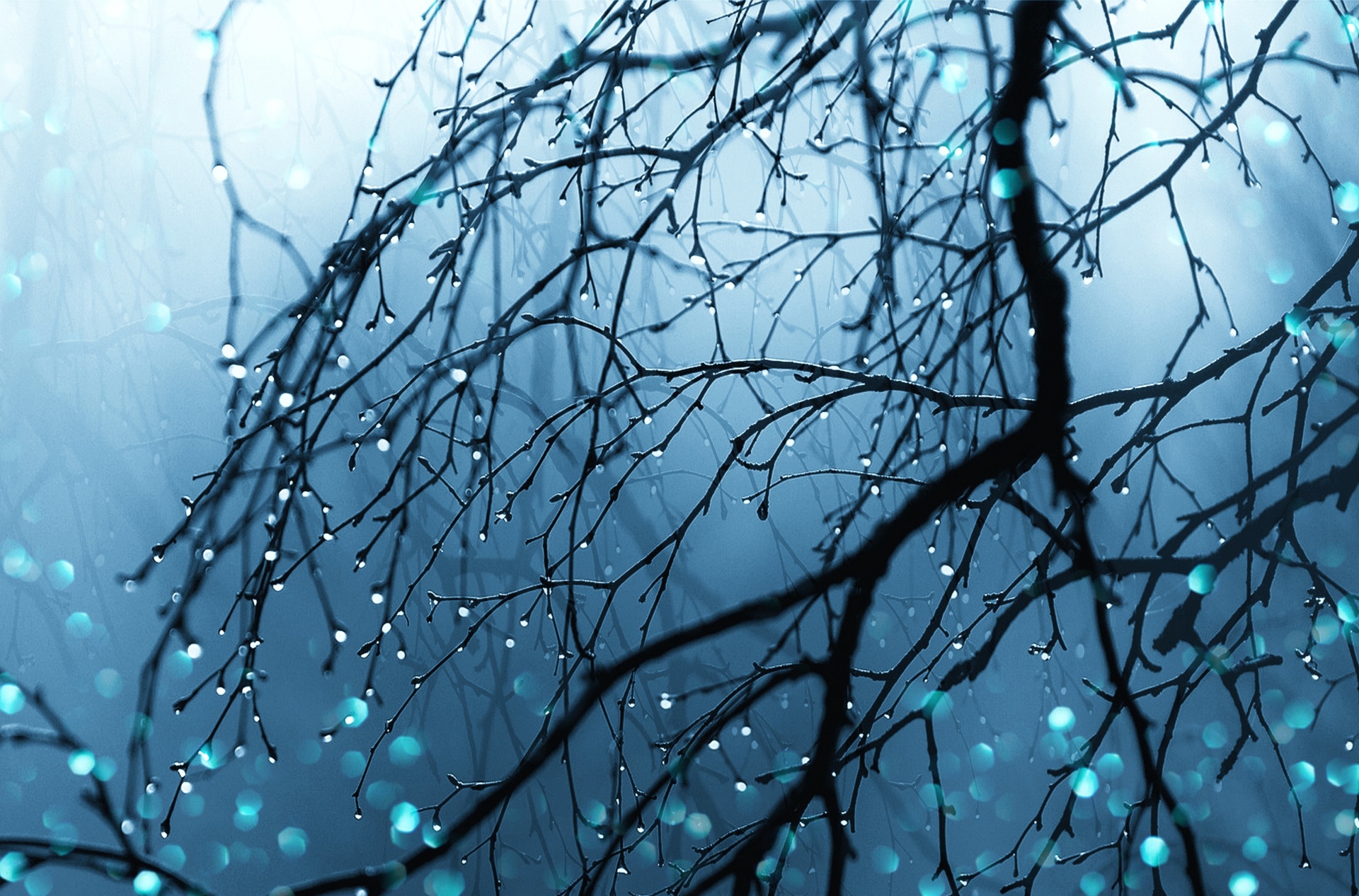 raindrops-tree-branches-nature-free-stock-photo-public-domain-pictures