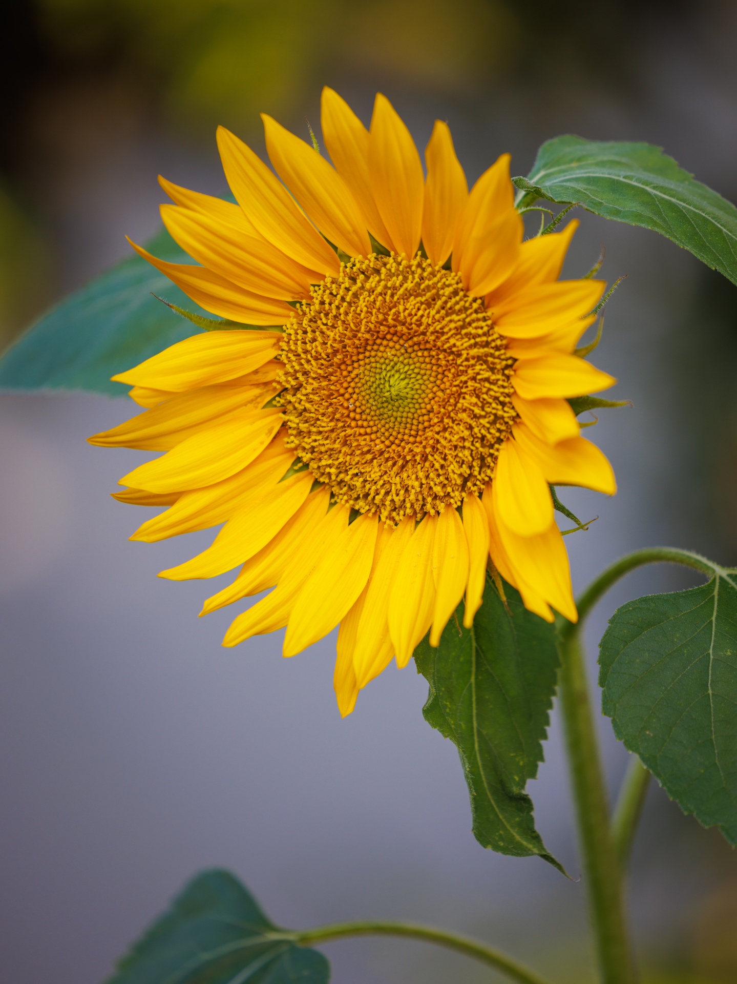 sunflower-flower-free-stock-photo-public-domain-pictures