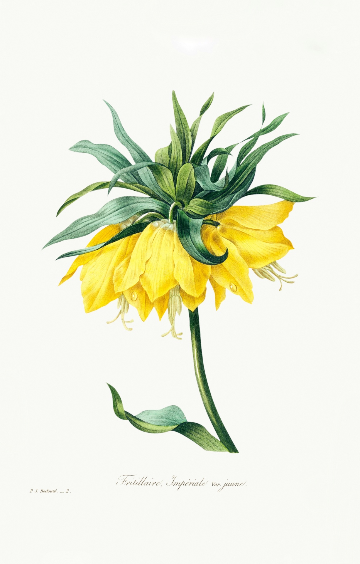 vintage-floral-art-illustration-free-stock-photo-public-domain-pictures