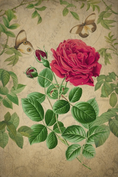Vintage Floral Rose Illustration Free Stock Photo - Public Domain Pictures