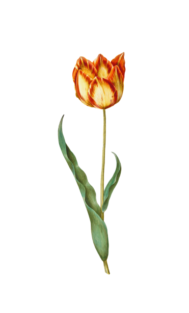 Vintage Floral Tulip Illustration Free Stock Photo - Public Domain Pictures
