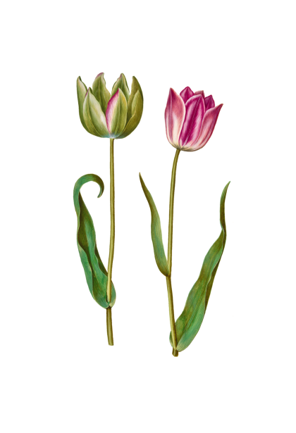 Vintage Floral Tulips Illustration Free Stock Photo - Public Domain ...