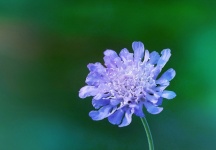Field Scabious Blossom Flower