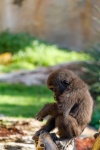 Baby gorilla sitting
