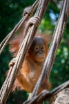 Baby orangutan