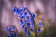 Flores azuis, campainhas, flora