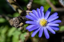 Anêmona, flor azul