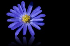 Anêmona, flor azul