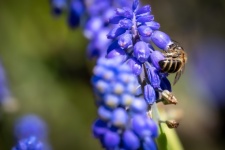 Flower, Muscari Botryoides, Insect