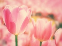 Macro de tulipas em flor de flores