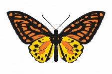 Farfalla Graziosa Clipart
