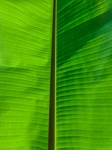 Green banana leaf
