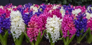 Hyacint odrůdy květin