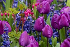 Tulips, bleeding hearts, hyacinth