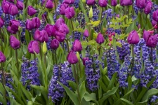 Tulipány a hyacint